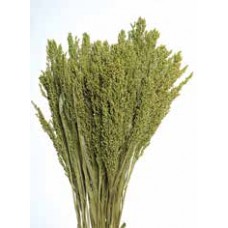 CANARY GRASS Light Green 24"  - OUT OF STOCK